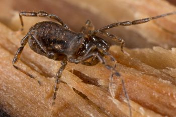 Media type: image; Invertebrate Zoology 138093
